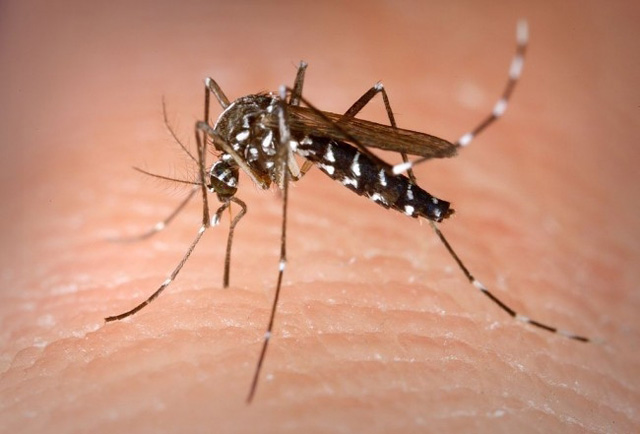Un hombre de 38 años murió por dengue y es el primer caso mortal este año