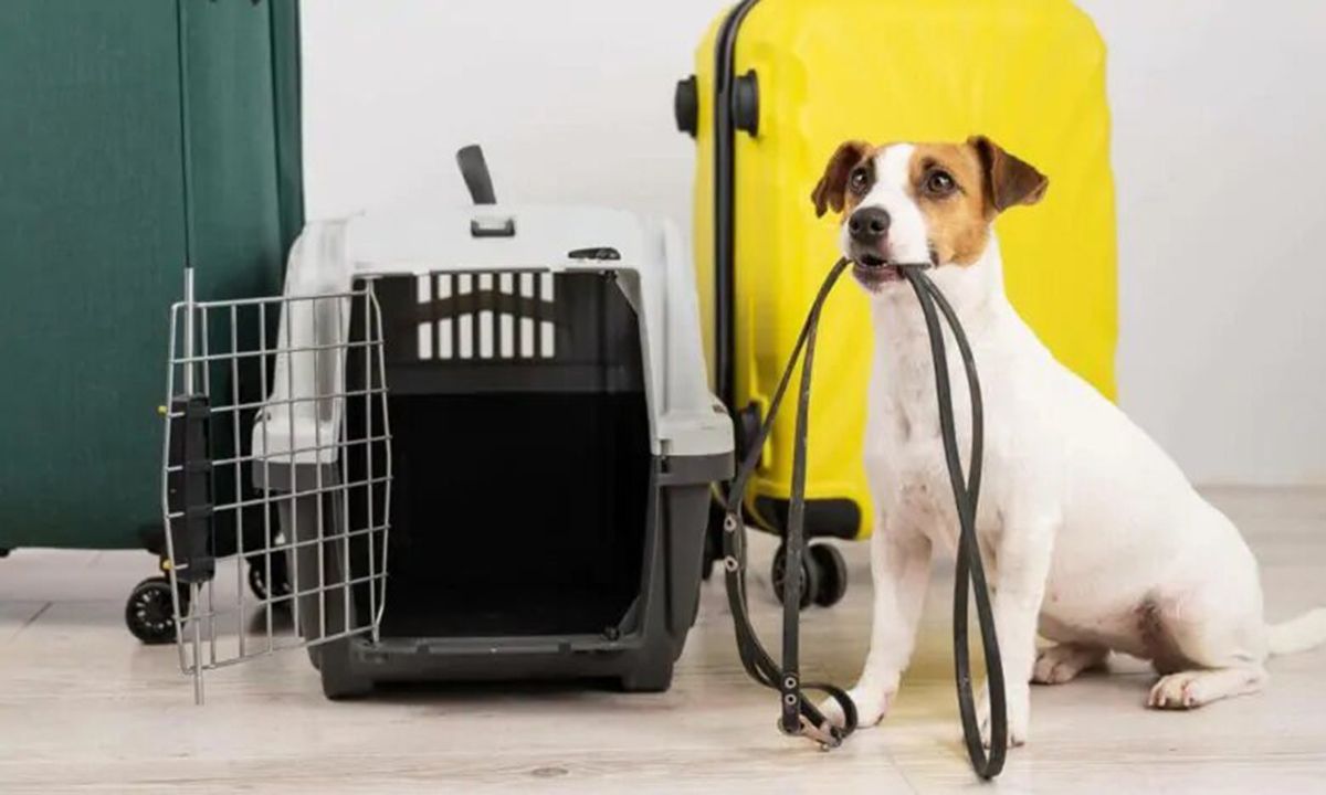 Certificado internacional para viajar con mascotas al exterior.